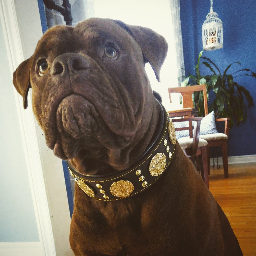 The "Maximus" collar brown & gold-1