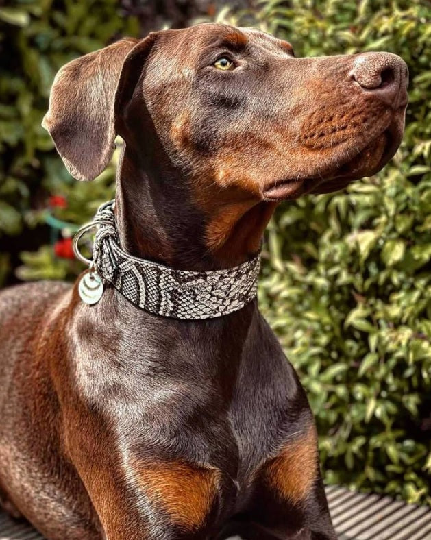 The ''Rock Python'' collar-3